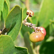 Common Manzanita (Arctostaphylos Manzanita)