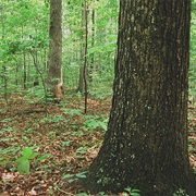 Cumberland State Forest, Virginia