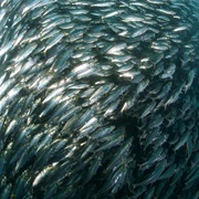 Herring