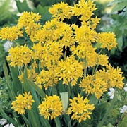 Yellow Garlic (Allium Moly)