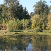 Luckiamute Landing State Natural Area, Oregon