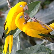 Golden Conure