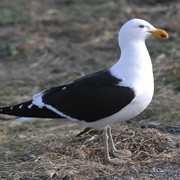 Kelp Gull