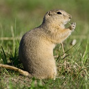Richardson's Ground Squirrel