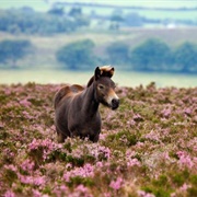 Exmoor National Park, England