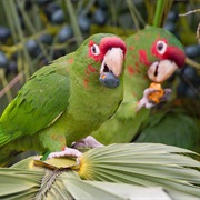 Mitred Parakeet