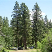 Hazel Wolf Wenas Bird Sanctuary, Washington