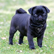 Pug