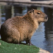 Capybaras