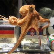 Paul the Octopus (Soccer Psychic)