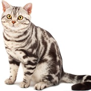 American Shorthair