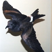 Guadalupe Storm Petrel (Possibly Extinct)