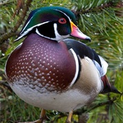 Reifel Migratory Bird Sanctuary, Delta, BC