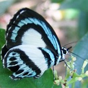 Large Green-Banded Blue