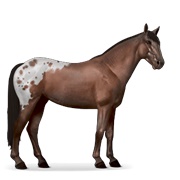 Mustang - Liver Chestnut Spotted Blanket