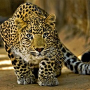 Leopard