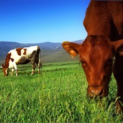 Canada Is Home to Approx 15 Million Cattle