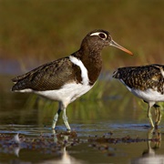 Australian Painted-Snipe