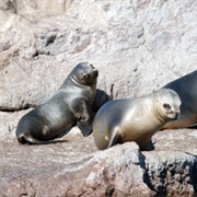 Cabo Blanco Seal Colony, Western Sahara
