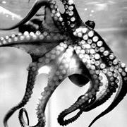 Mim, Alien Sea Creature