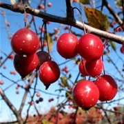 Prairie Crabapple (Malus Ioensis)