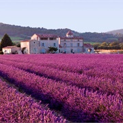 Lavender Fields of Provence, France