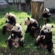 Visit Wolong National Nature Reserve, China