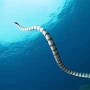 Sea Snakes