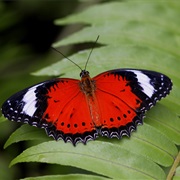 Red Lacewing Butterfly