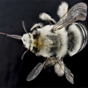 Anthophora Bee