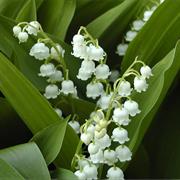 Lily of the Valley