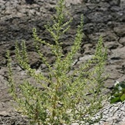Jerusalem Oak Goosefoot (Dysphania Botrys)