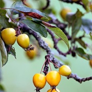 Yellow Autumn Crabapple (Malus Sublobata)