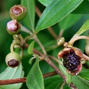 Blue Tongue (Melastoma Affine)