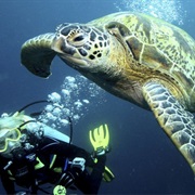 Sipadan Snorkling, Malaysia