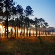 Landes Forest
