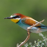 European Bee-Eater
