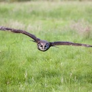 Southeastern Raptor Center