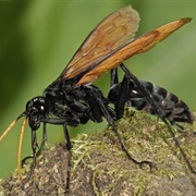 Tarantula Hawk Wasp