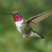 Broad-Tailed Hummingbird