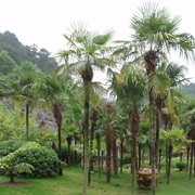 Chinese Windmill Palm (Trachycarpus Fortunei)