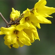 Korean Goldenbell Tree (Forsythia Koreana)