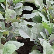 Abyssinian Mustard (Brassica Carinata)