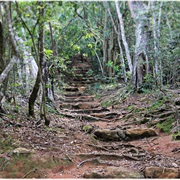 Hike Through Newlands Forest