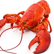 Have You Eaten Lobster?