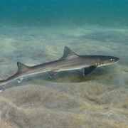 Gray Smoothhound (Aka: Gray Shark & Sand Shark)