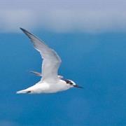 Mitirinchi Island National Park (QLD)