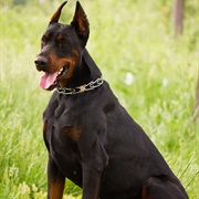 Doberman Pinscher