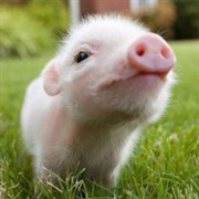 Own a Teacup Pig