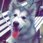 Donate to a Animal Shelter